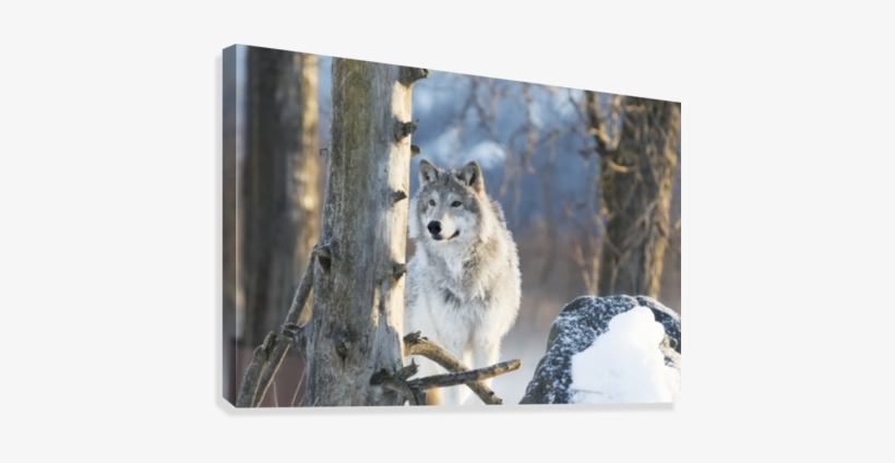 Female Gray Wolf , Captive, Alaska Wildlife Conservation - United States Of America Wildlife, transparent png download