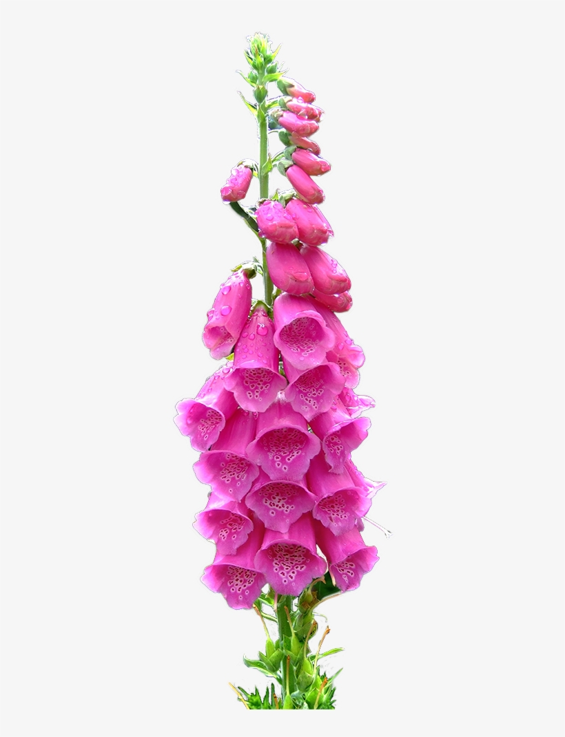 Transparent Foxgloves For Your Blog ^^ - Artificial Flower, transparent png download