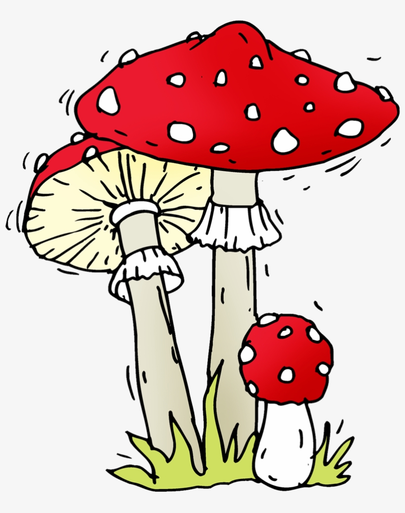 Amazed - Edible Mushroom, transparent png download