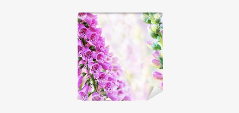 Spring Summer Digitalis Or Foxglove Flowers On Bokeh - Foxgloves, transparent png download