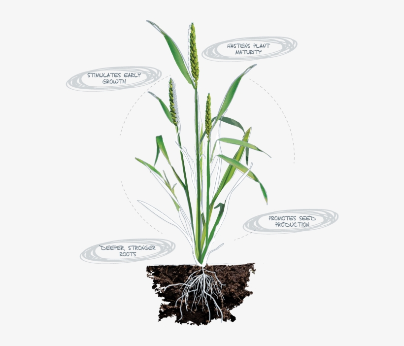 Slow Growth And Stunted Plants - Calcium Uptake By Plants, transparent png download