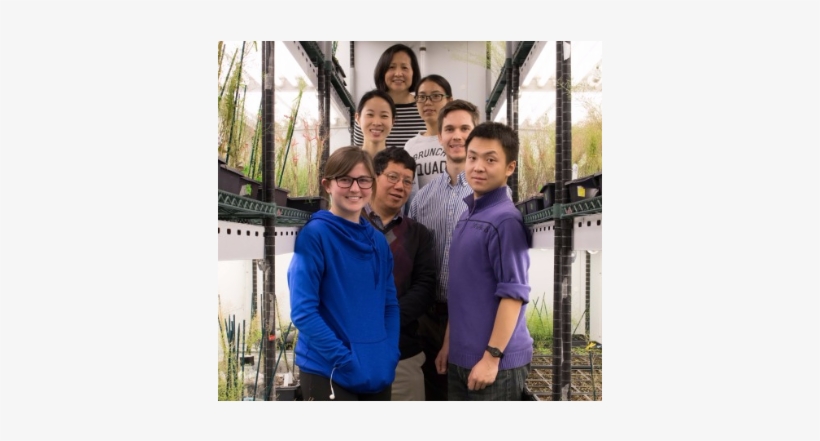 What Makes Plant Growth Slow Down - Plants, transparent png download