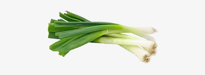 Green Onion Organic Supplier Usa - Spring Onions, transparent png download