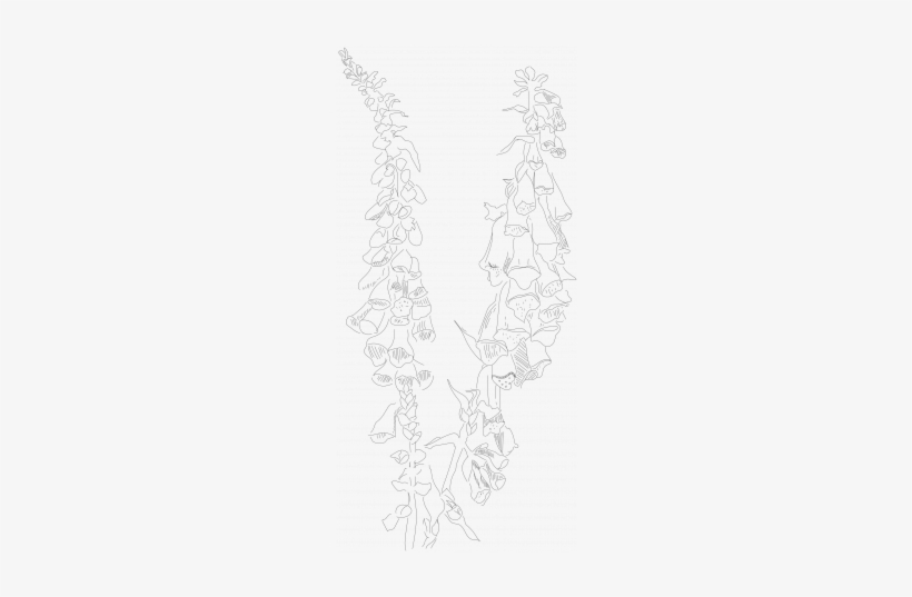 Foxglove Illustration Graphic By Pixel Scrapper - Sketch, transparent png download