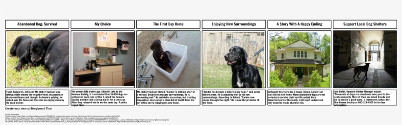 Abandoned Dog Makes A Difference - Labrador Retriever, transparent png download