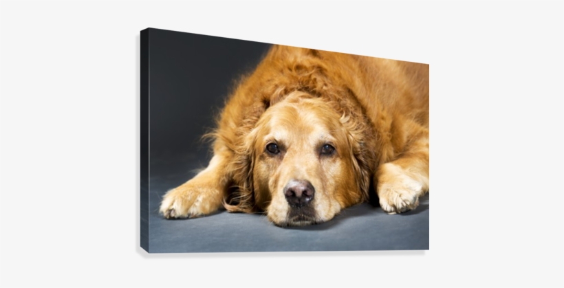 Close Up Portrait Of A Golden Retriever Dog Laying - Golden Retriever Pet Portrait, transparent png download