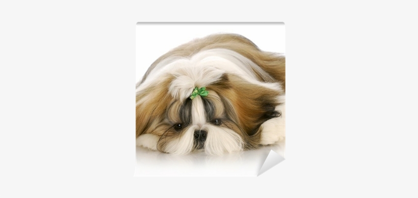 Características Do Shih Tzu, transparent png download