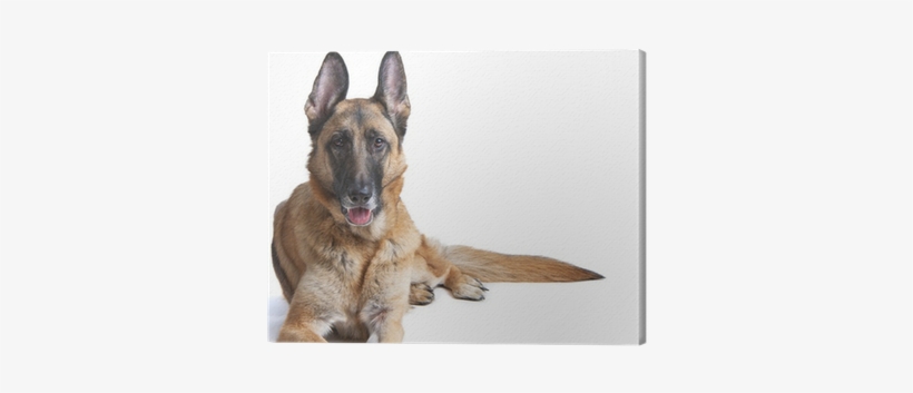 German Shepherd Dog Female Laying Down Canvas Print - German Shepherd, transparent png download