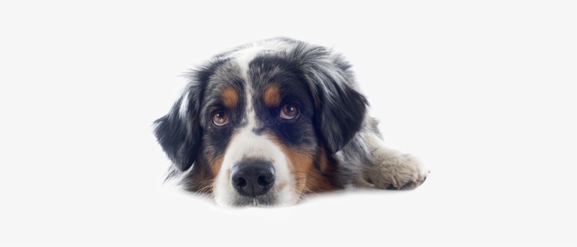 A Pet Psychic's Three Tips For Getting Your Dog Off - Race De Chien Berger, transparent png download