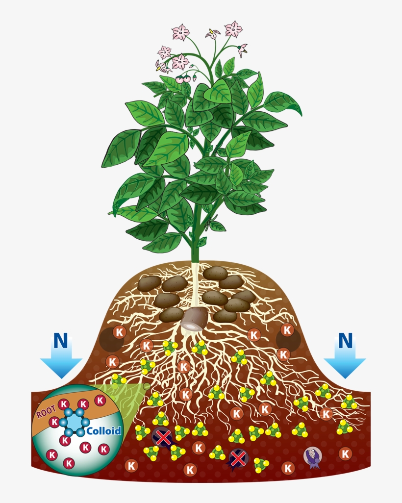 Potato Plant Root, transparent png download