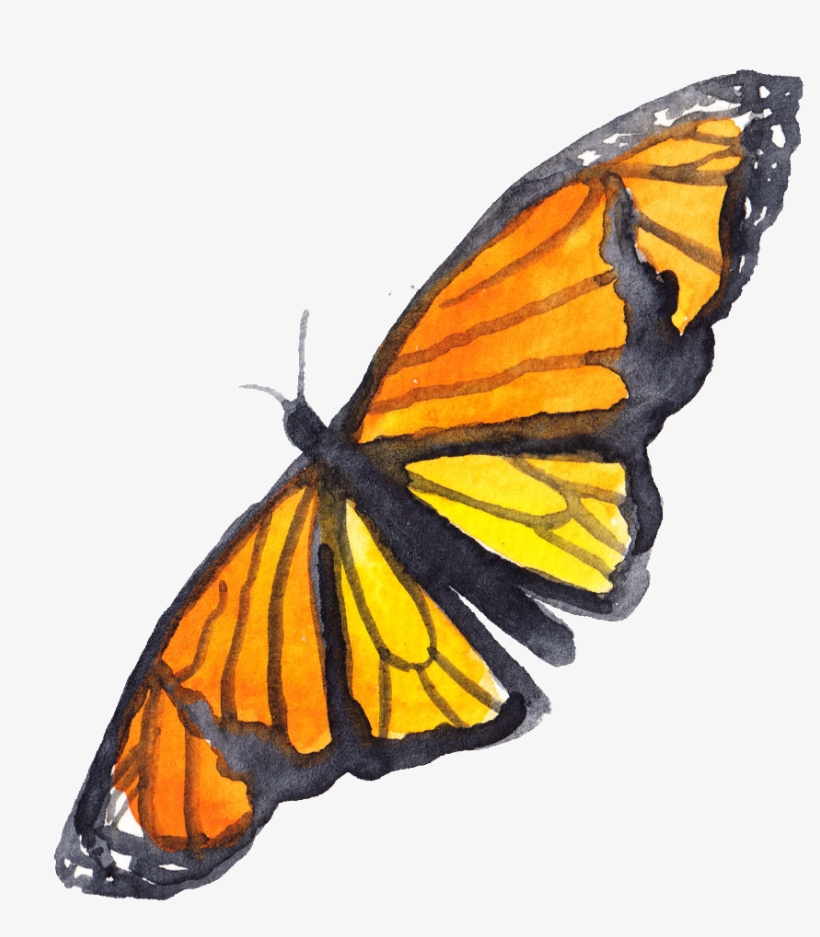 Png Ornamental Para Ala Amarilla Mariposa Transparente - Wall Art Print By Artdash ~ Henry David Thoreau: 'happiness, transparent png download