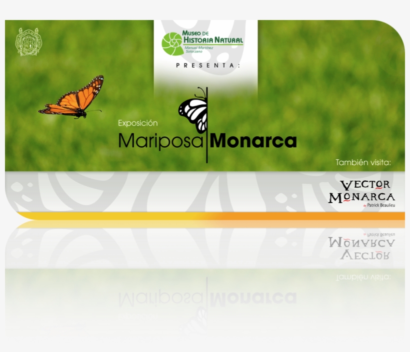 La Exposición Mariposa Monarca Es Creada Por El Museo - Museum, transparent png download