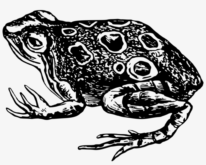Amphibian True Frog Vertebrate Toad - Black And White Frog Transparent, transparent png download