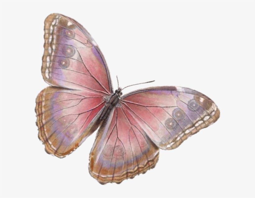 Imágenes Para Imprimir-free Printables - Cafepress Butterfly Rectangular Canvas Pillow, transparent png download