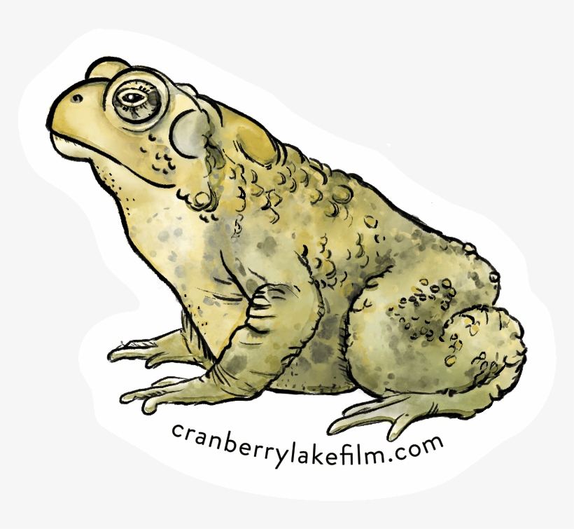 Cranberry Lake Stickers Designed By Zoya Baker Yellow - Colorado River Toad, transparent png download
