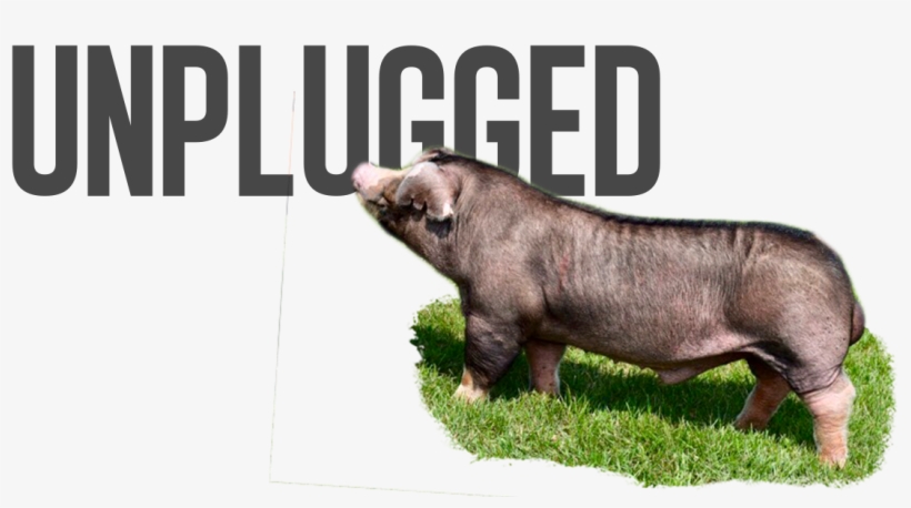 Nirvana X Big Deal - Quote Pink, transparent png download