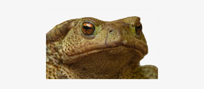 They Said, , That It Would Be A Cold Day In Hell Before - Toads, transparent png download