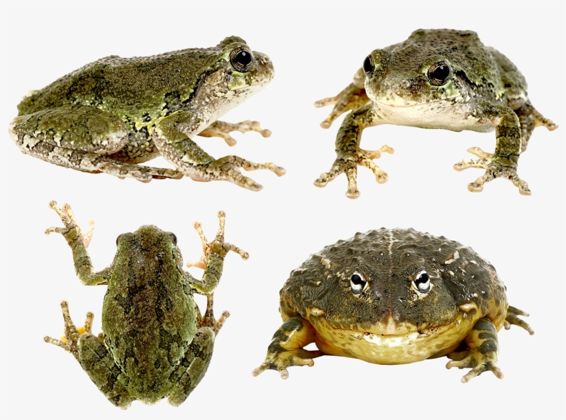 Frog Png - Case Of The Golden Frog: An R & J Mystery, transparent png download