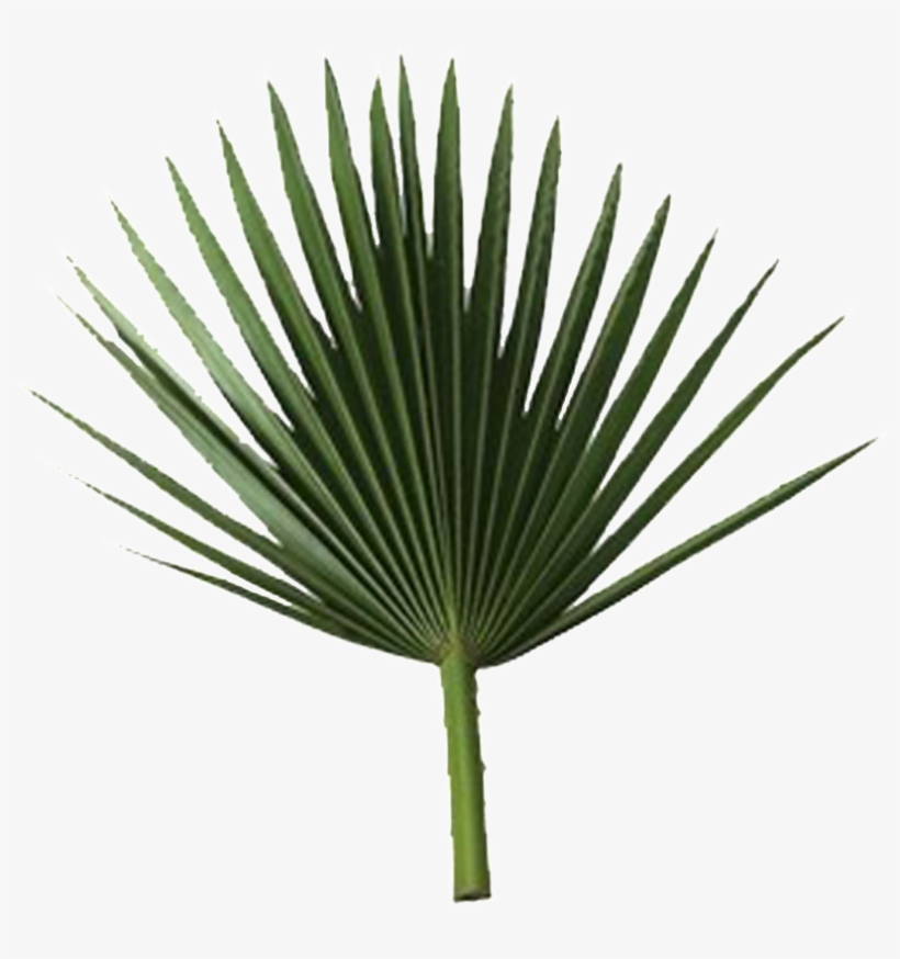 1-1426383432765 - Palm Leaf Free Png PNG Image | Transparent PNG Free Download on SeekPNG