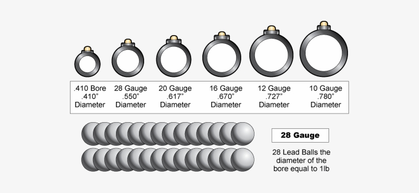 Understanding Gauges - Shotgun Gauge, transparent png download