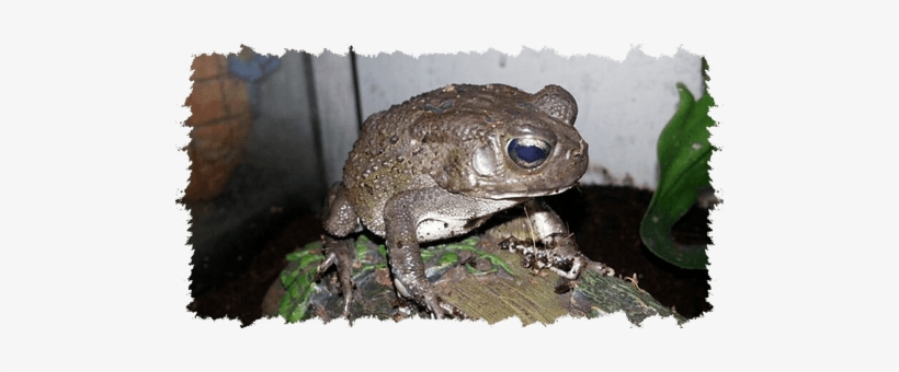 Commonly Preferred Animals At Any Animal Birthday Party - Frog, transparent png download