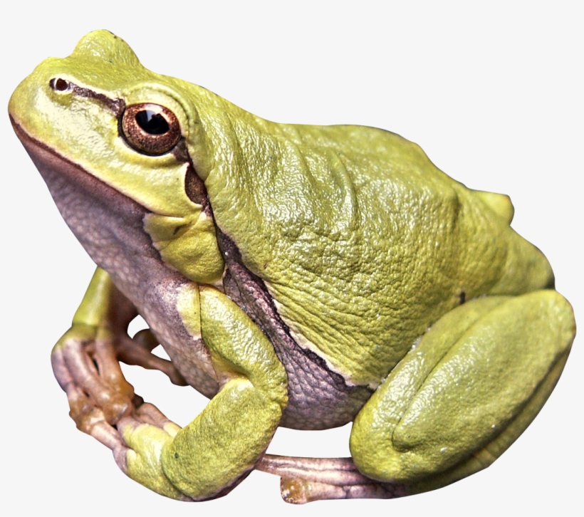 Frog Png Image - Frog Png, transparent png download