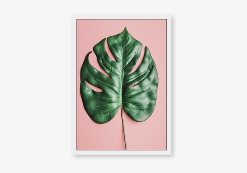 Monstera Deliciosa - Minimalist Leaf, transparent png download