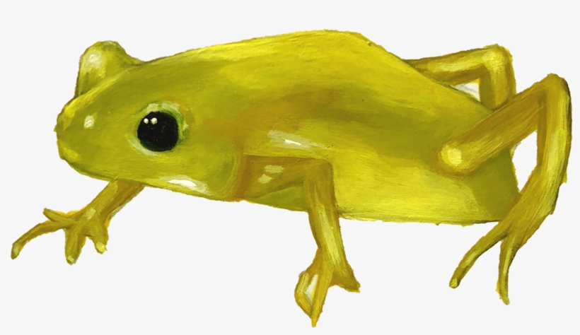 To The Disappearing Population Of Amphibian Species - Frog, transparent png download