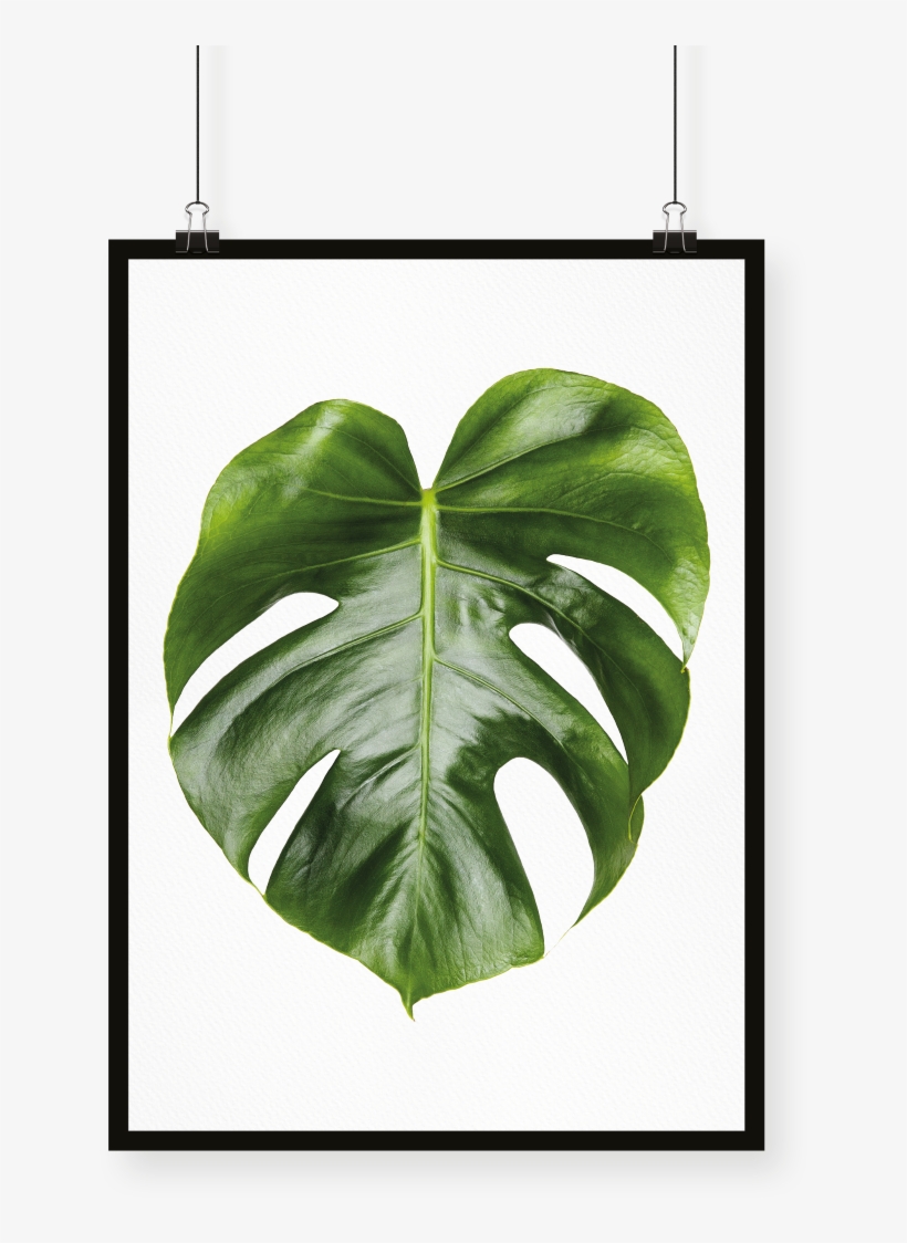 Monstera, transparent png download