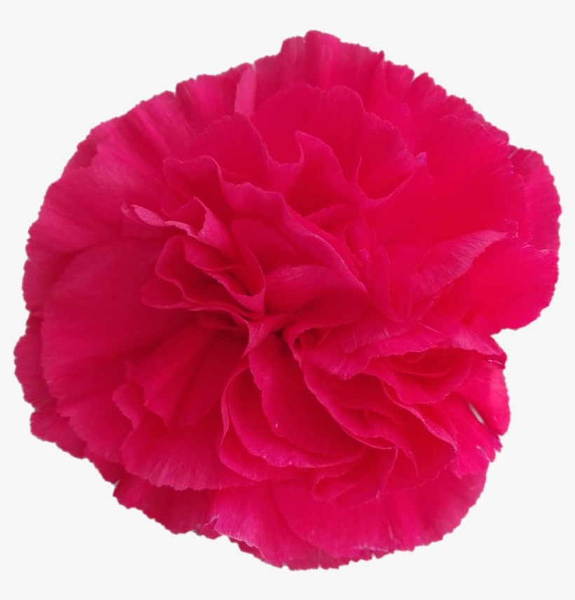Jobim - Carnation - Carnation, transparent png download