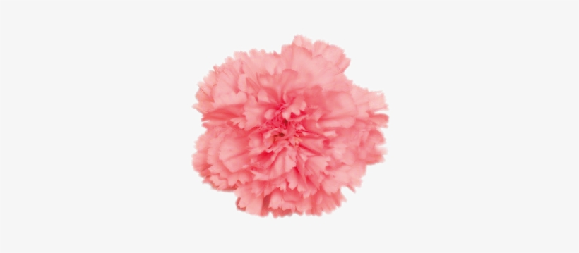 Naema - Pollen, transparent png download