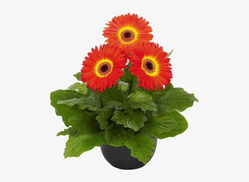 Fireball Bc - Planta De Gerbera Precio, transparent png download