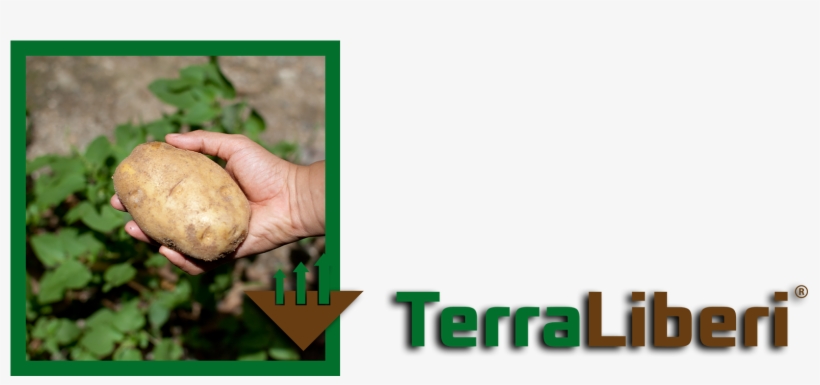 Is An Ideal Soil Detoxifier As Well As A Soil Improver - Tuber, transparent png download