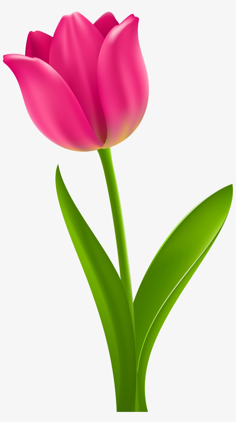 Tulip Flower Desktop Wallpaper Clip Art - Tulip Clipart, transparent png download