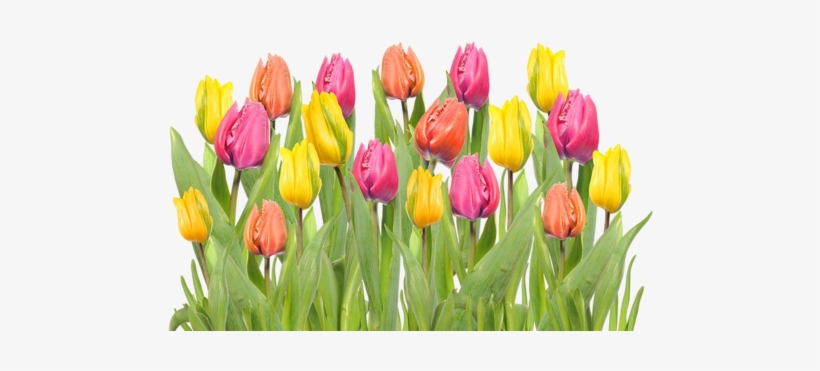 01 - Tulipanes De Colores Png, transparent png download