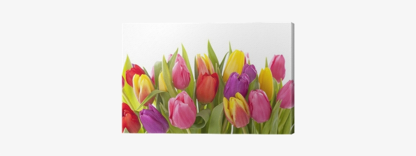 Tulip, transparent png download