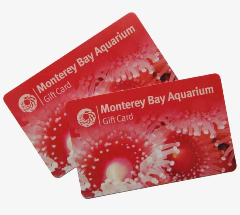 Las Tarjetas Pueden Tener Cualquier Valor Entre $10 - Monterey Bay Aquarium, transparent png download