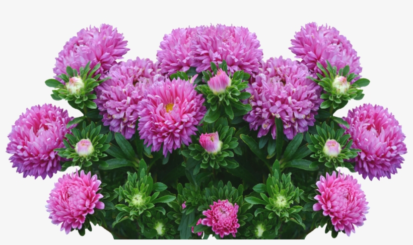 Asters Autumn Flowers Purple Fall Asters - Aster Plant Png, transparent png download
