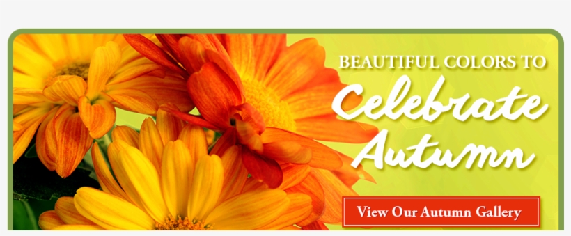 African Daisy, transparent png download