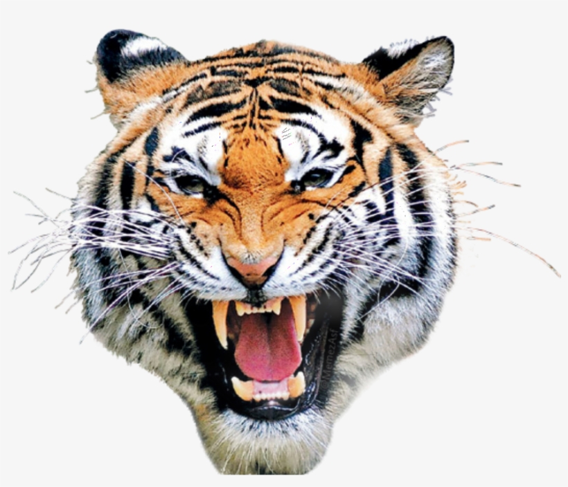 Atiger Shirt Square Sticker 3" X 3", transparent png download