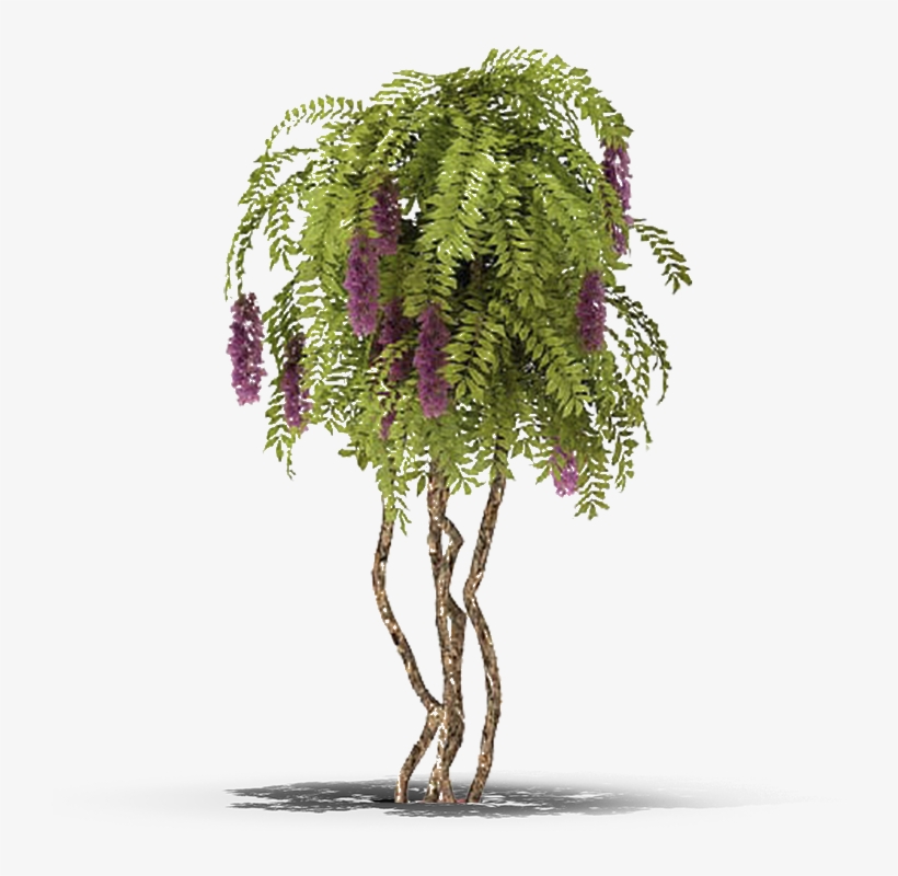 View In My Picture - 室内 植物, transparent png download