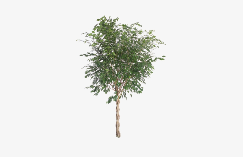 Ficus Benjamina - Aspen Tree Cut Out, transparent png download