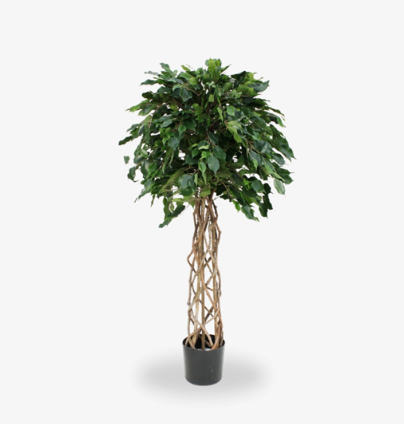 Natural Looking Artificial Ficus Exotica 150 Cm - Ficus Exotica 150 Cm Kunst Bol Op Stam, transparent png download