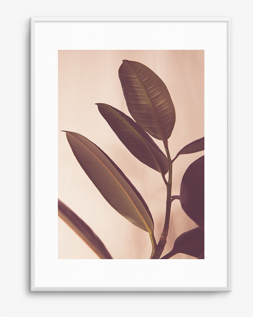Blushing Ficus No I - Twig, transparent png download