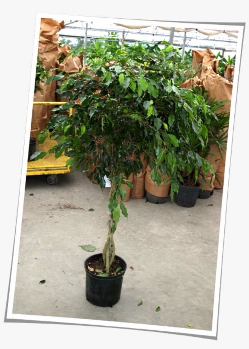 The Ficus Tree, Ficus Benjamina, Is An Indoor Tree - Flowerpot, transparent png download
