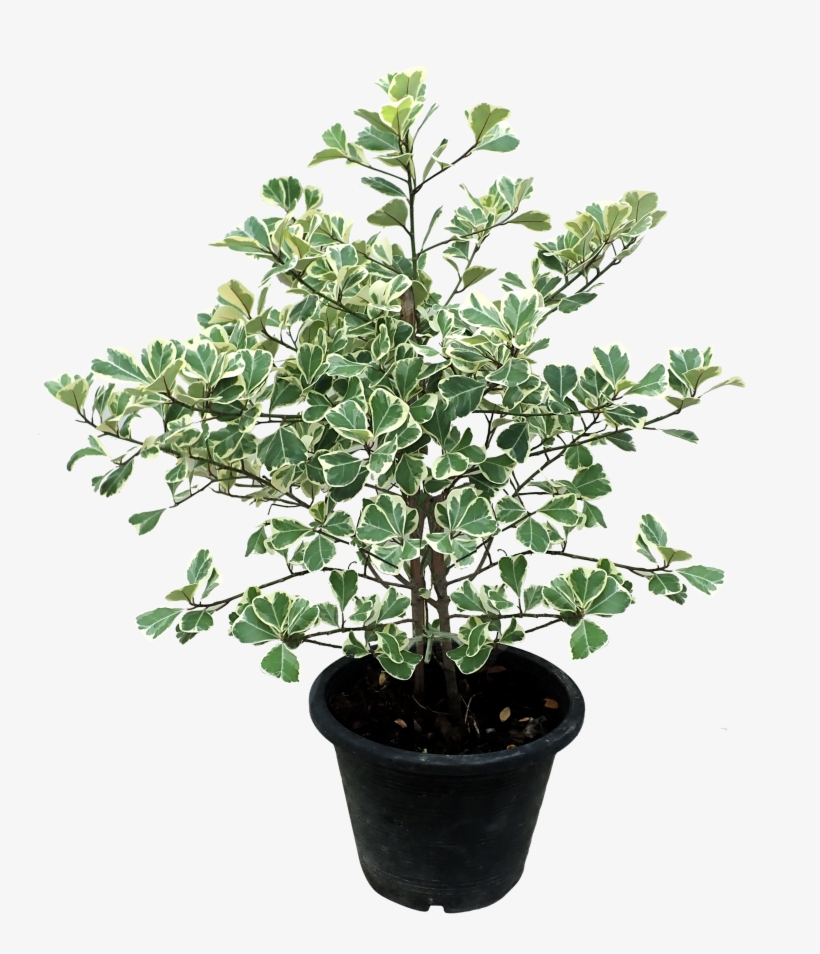 Weeping Fig, transparent png download