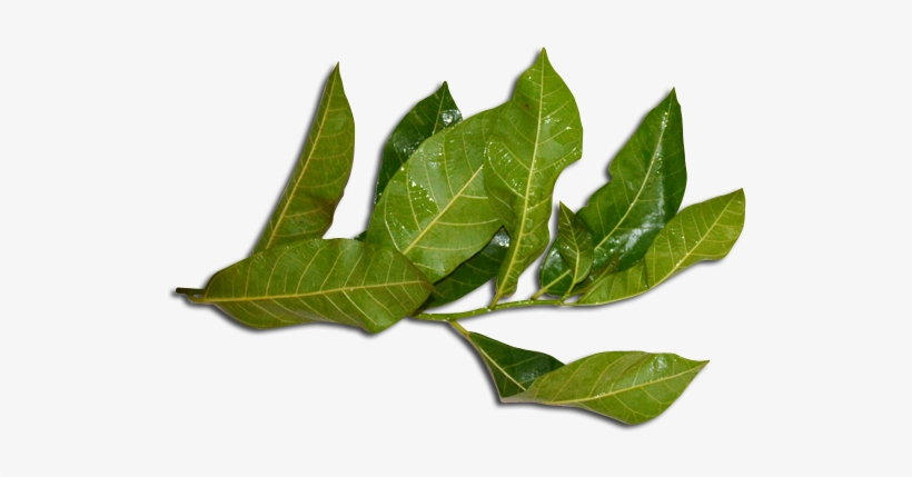 Ficus Septica X Hispida Foliage - Ficus Septica, transparent png download