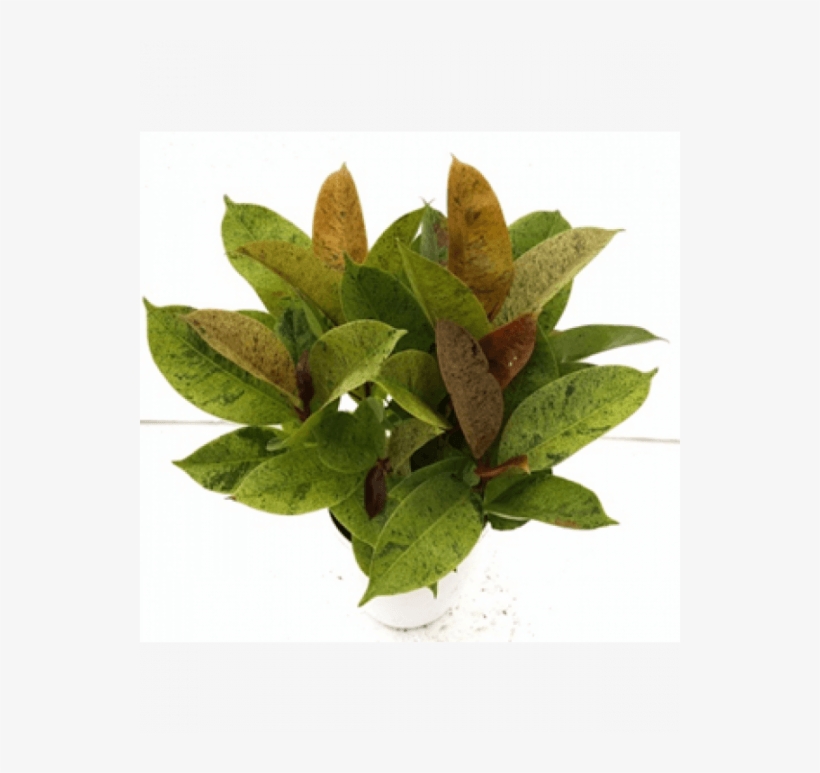 Ficus Elastica Schrijveriana Mix Color Plant With Fertilizer - Rubber Fig, transparent png download