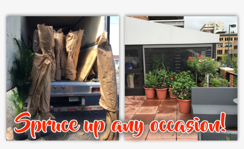 Assorted Larger Foliage Available Upon Request Up To - Backyard, transparent png download