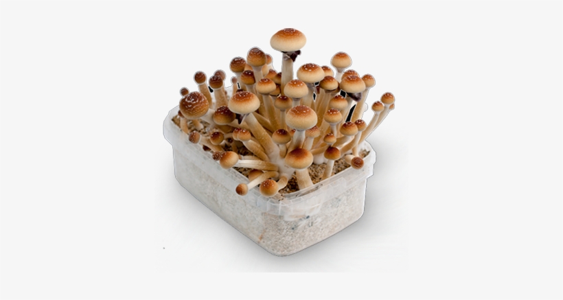Magic Mushroom Humor, transparent png download